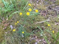 Hieracium umbellatum filifolium