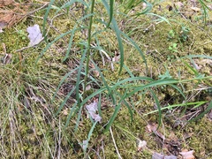 Hieracium umbellatum filifolium