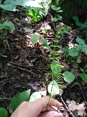 Equisetum pratense image