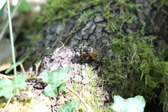 Callicera