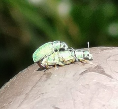 Polydrusus pterygomalis