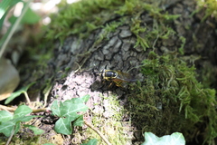 Callicera