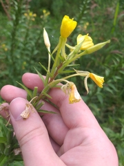 Oenothera rubricaulis