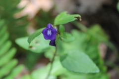 Scutellaria dumetorum