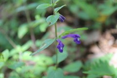 Scutellaria dumetorum
