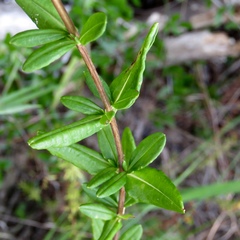 Hypericum lobocarpum