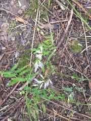Vicia biennis