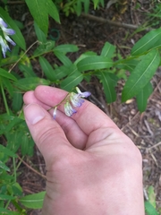 Vicia biennis