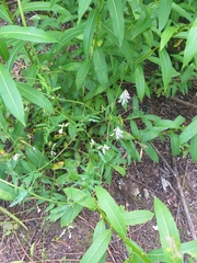 Vicia biennis
