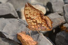 Charaxes kahruba