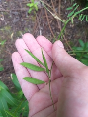Vicia biennis