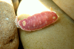 Goniobranchus epicurius