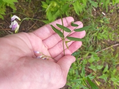 Vicia biennis