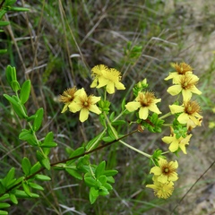 Hypericum lobocarpum