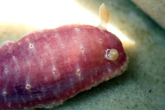 Goniobranchus epicurius