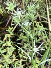 Eryngium aquaticum