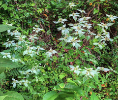 Pycnanthemum albescens