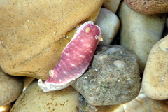 Goniobranchus epicurius