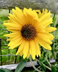 Helianthus mollis