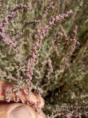Suaeda acuminata