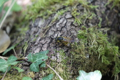 Callicera