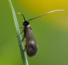 Cauchas fibulella