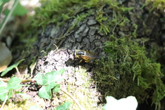 Callicera