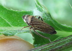 Aphrodini