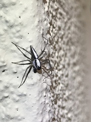 Oxyopes tridens