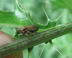 Aphrodini