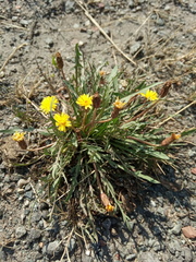 Taraxacum bessarabicum
