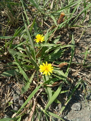 Taraxacum bessarabicum