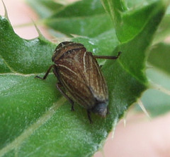 Aphrodini