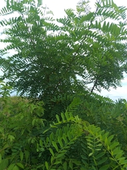 Robinia pseudoacacia
