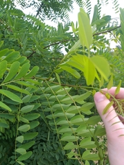 Robinia pseudoacacia