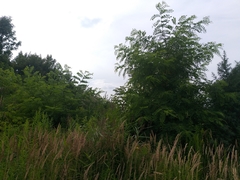 Robinia pseudoacacia