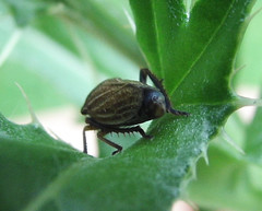 Aphrodini