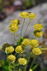 Bupleurum stellatum