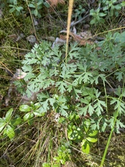 Peucedanum oreoselinum