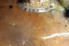Ischnochiton thomasi