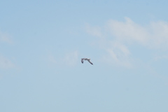 Larus fuscus barabensis