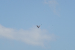 Larus fuscus barabensis