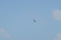 Larus fuscus barabensis