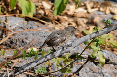 Geospiza propinqua