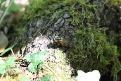 Callicera