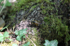 Callicera