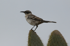 Mimus parvulus bauri