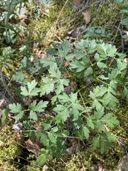 Peucedanum oreoselinum