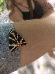 Euplagia quadripunctaria