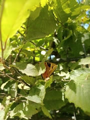 Euplagia quadripunctaria